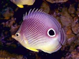 super-purple-fish.jpg
